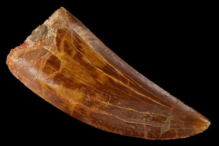 Serrated, Carcharodontosaurus Tooth - Beautiful Enamel #169691